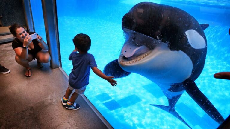 SeaWorld San Diego Has Reopened as a Zoo With Animal Exhibit – Got News ...